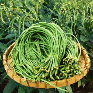 地豇豆种子无架青条豆角早春季高产黑籽绿条庭院农田大棚蔬菜种籽