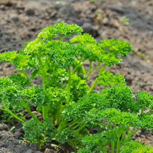 摩西香芹种子意大利欧芹法芹洋香菜种籽春季四季蔬菜阳台盆栽种孑