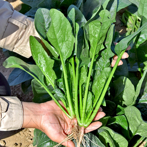 日本大叶菠菜种子红根耐热冬贮春季秋季越冬蔬菜籽孑国产青菜阳台