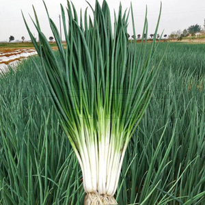 台湾四季小葱种籽小香葱种子阳台葱籽菜种籽盆栽秋季四季蔬菜种孑