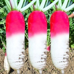 花樱萝卜种子红白皮水果罗卜种籽高产春季秋季国产蔬菜阳台庭院孑