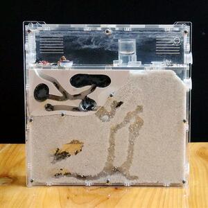 养蚂蚁的盒子巢穴