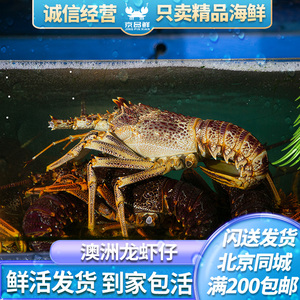 鲜活南非龙虾仔 澳龙仔 大龙虾 澳龙仔 小赤龙 250-350g/只