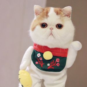 活的小宠物猫加菲猫