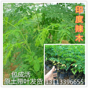 辣木籽树苗印度