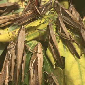 野生,活体花腿蜢 花脚蜢,草蜢,丁蜢,蚂蚱