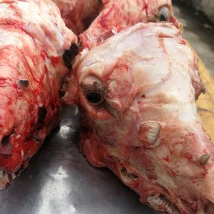 食用新鲜山羊头 现杀整只羊头羊杂羊棒骨 羊蝎子 家庭装(2.5斤)