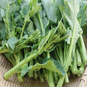 四川新鲜绿色蔬菜鲜嫩油菜苔5斤装蔬菜绿芸薹菜台菜苔芥包邮