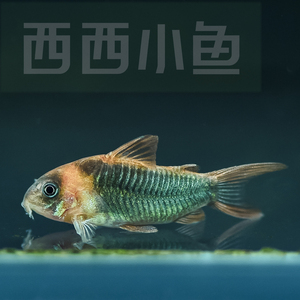 西西小鱼尼格罗青鼠小型热带淡水鱼观赏鱼同城闪送顺丰邮费单议