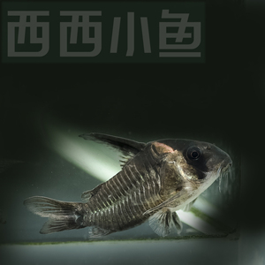 000人付款淘宝黑剑红头鼠鱼稀有高端进口热带观赏鱼温和清洁鱼底栖