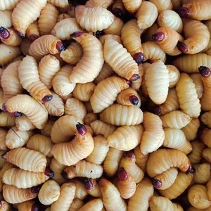 000人付款淘宝鲜活竹虫竹蛹竹笋虫蛹咀食用昆虫竹子虫椰子虫活体发货