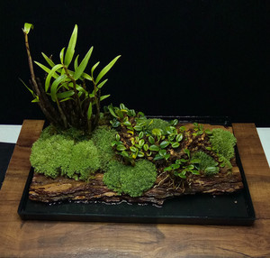 倍立888淘宝金耳环石斛 石豆兰 米斛 单叶石橄榄 石鲜桃 珠岩豆石莲