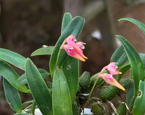 米金钗石斛单叶石橄榄观赏盆栽石豆兰绿植兰花苗厚唇兰网豆岩珠