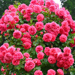 藤本月季蔷薇花苗爬藤植物庭院阳台玫瑰盆栽特大花卉浓香多季节花