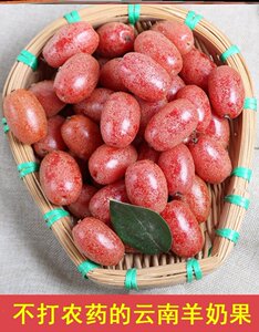 云南特产羊奶果