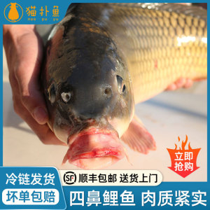 微山湖四鼻鲤鱼