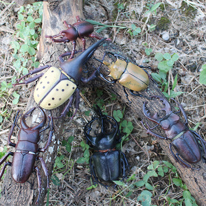 林畅模玩儿童昆虫模型玩具甲壳虫独角仙大兜虫楸型虫天牛仿真动物