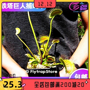 基地直销【铁塔巨人捕蝇草】食虫植物猪笼草驱蚊草多肉绿植盆栽