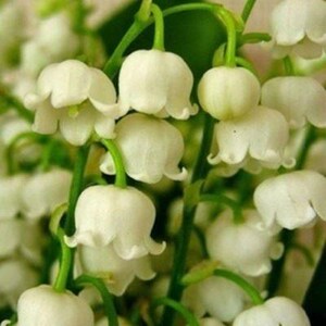 铃兰花苗彩色