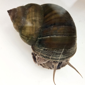 脆螺麻辣田螺鲜活微山湖淡水螺大个头4斤打窝螺蛳保温箱冰块发货