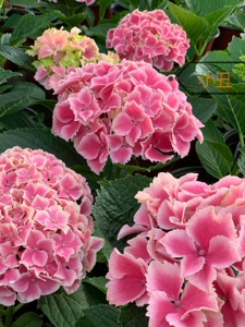 丘山园艺绣球魔幻系列小丑珊瑚紫水晶红宝石海洋买三赠一