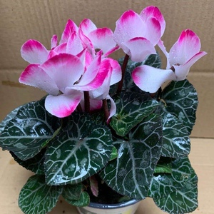 661人付款天猫仙客来盆栽带花苞室内花卉重瓣迎客来四季开花好养大花