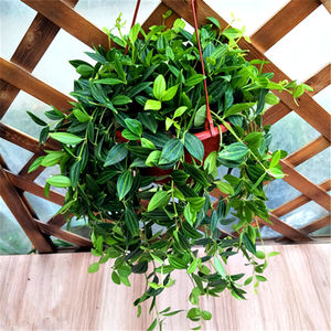 冬天不怕冻的绿植 耐寒钻石翡翠盆栽 吊兰植物花卉装修房净化客气