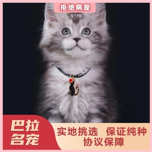 上海基地出售  缅因猫幼猫长毛巨型赛级宠物猫咪活物猫舍幼猫幼崽