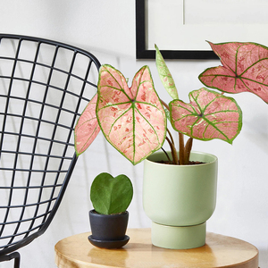 进口彩叶芋草莓之星办公室内绿植好养盆栽庭院ins北欧风网红植物