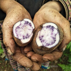 88jufuyuan168淘宝【60g×5袋】新疆特产天山野生椒蒿野菜炖炒土豆