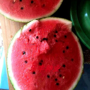 农业种子库淘宝世雷511西瓜种子东北地雷西瓜薄皮不裂果早熟抗病大