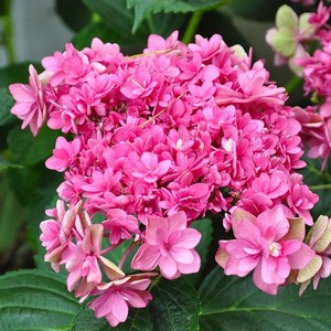 姬小町绣球进口绣球花小町重瓣大苗1加仑盆栽地栽庭院阳台花卉花