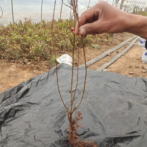 阴柳草银柳盆栽树苗真花新鲜苗木室内阳台庭院地栽过年喜庆花卉好
