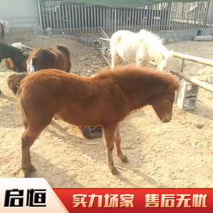 矮马活体小矮马活马儿童骑乘马迷你马宠物马小马驹骑乘矮脚马活体