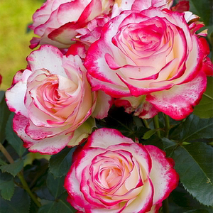 摩纳哥公爵月季 大花灌木复色丰花欧月多季节重复盛开-许木木