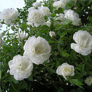 藤本月季白米农/冰山爬藤白色蔷薇花苗浓香四季开玫瑰观花卉植物