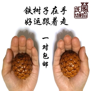 铁树子原籽一对