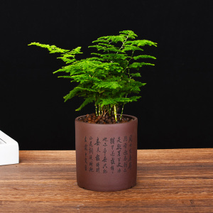 唐山云竹矮生文竹紫砂小盆栽室内办公室花卉绿植盆景微景观植物