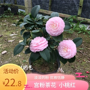 宫粉茶花