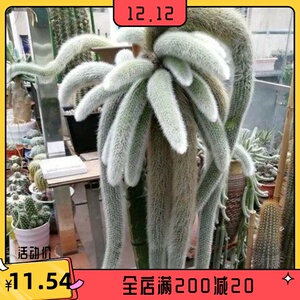 20新进口代多肉九尾狐特大老桩锦多年生长毛尾柱植物尾室内仙人球