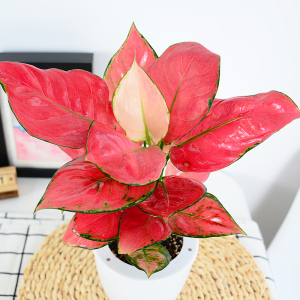 吉祥如意花水培