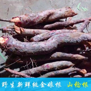 山稔根 新鲜桃金娘根山捻子根稔子岗念根当梨根草药500g包邮
