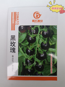 西安中农丰农黑玫瑰小番茄种子圆形黑紫色小西红柿樱桃圣女果种籽
