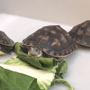 陆地巨型吃菜龟活体宠物小乌龟活体下蛋龟乌龟蛋乌龟缸食用煲汤