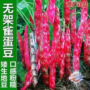 雀蛋豆种籽无架地豆麻雀豆红金钩油豆角花豆四季豆矮生蔬菜种子孑
