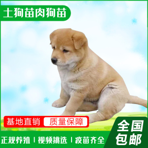 肉狗养殖基地 低价出售土狗狗苗小土狗苗高效养殖土狗苗技术