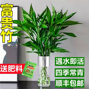 富贵竹水培植物客厅招财转运竹水养绿植物带根年宵花卉室内观音竹