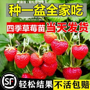 奶油草莓苗盆栽种籽子冬季带盆带土红颜四季结果可食用种植新秧苗