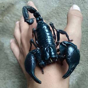 非洲雨林蝎子假帝王蝎宠物蝎子活体超大个体另类宠物送饲套餐包活