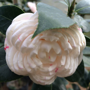 山茶花盆栽福建名贵老品种彩槟榔白底一树多色复色花卉文瓣阳台